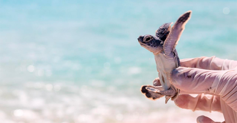 46.888 tortugas nacieron en este hotel de México en 2025