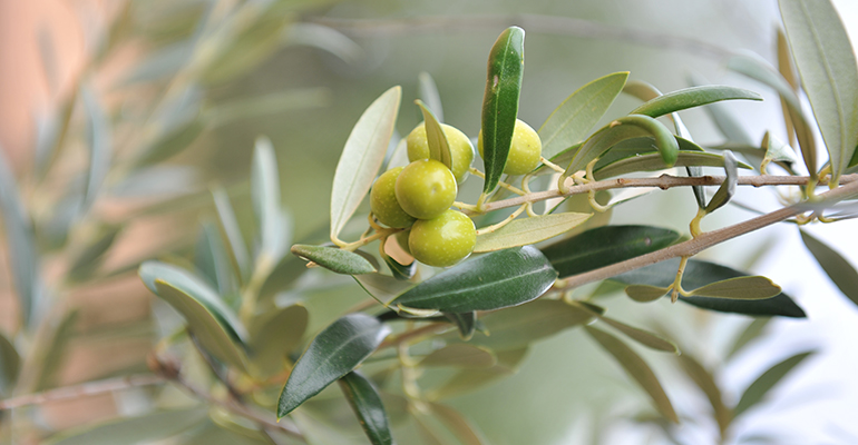 Aceitunas verdes