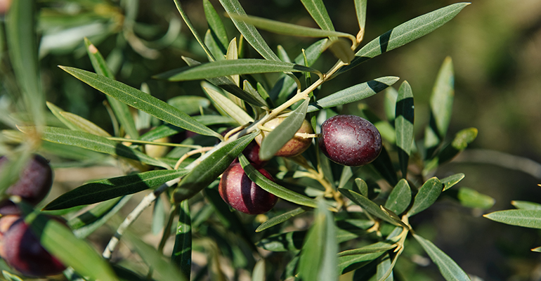 Aceituna madura