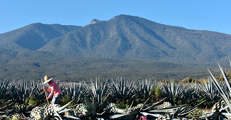 agroindustria tequila