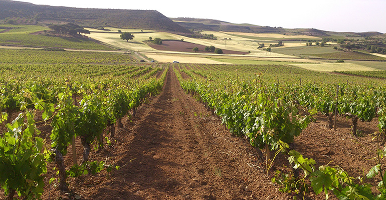 Viñedo de Bodegas Torres en Ribera de Duero