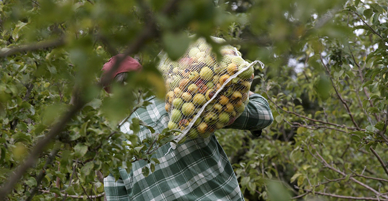 Manzana recolección