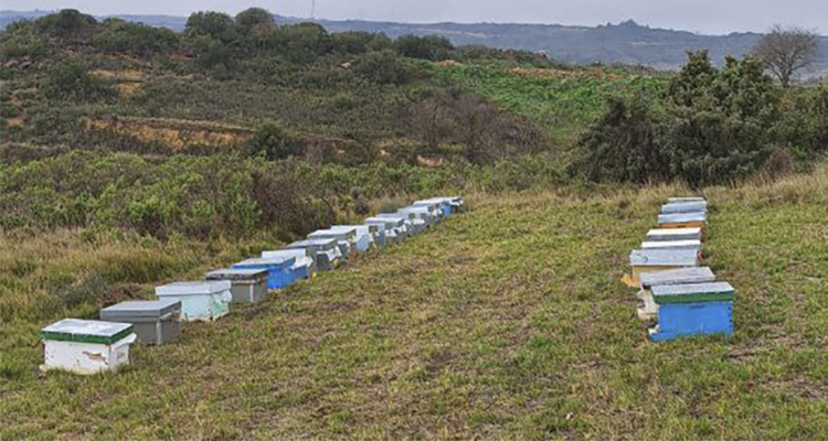 Bodegas Murua incorpora colmenas en sus fincas para fomentar la biodiversidad y la polinización