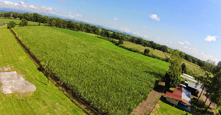 Circa Raw Cane Sugar plantacion