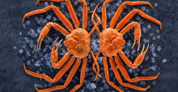 cangrejo de las nieves 