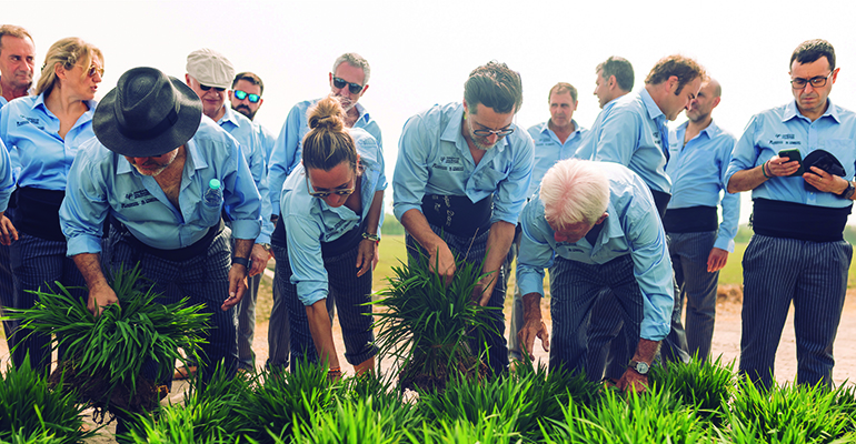 Chefs plantando arroz en la albufera