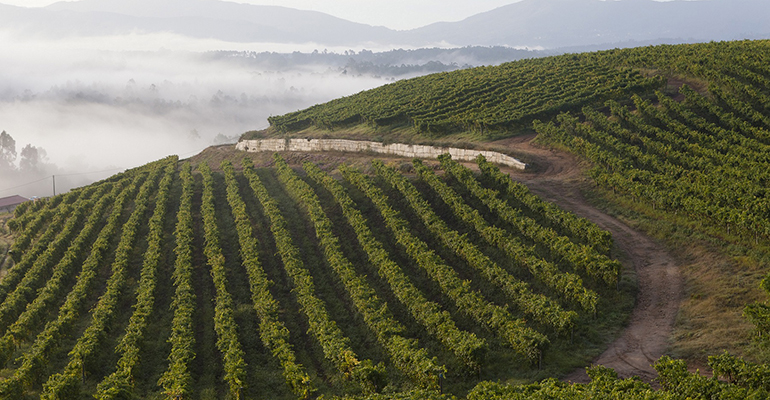 Bodegas Fillaboa