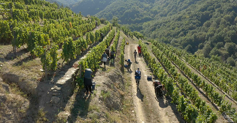 Viñadores do Atlántico, el proyecto de Hijos de Rivera 