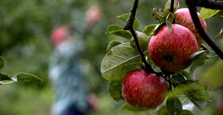 Manzana sidra