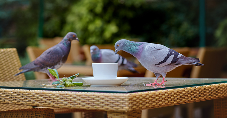 ahuyentar palomas