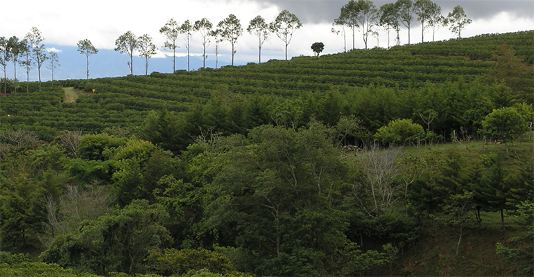 plantaciones café Etiopía