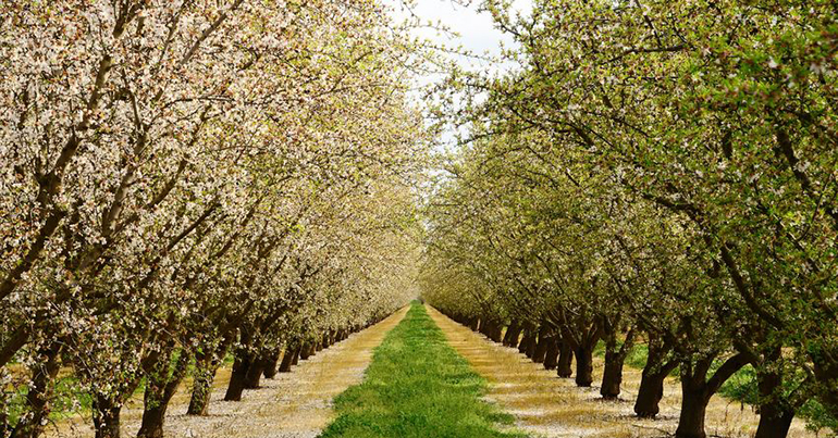 Plantación de almendras