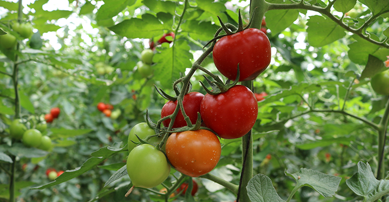 tomates