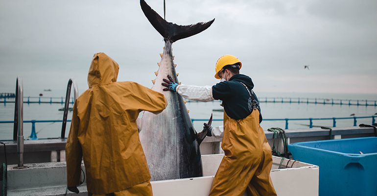 pesca atún rojo