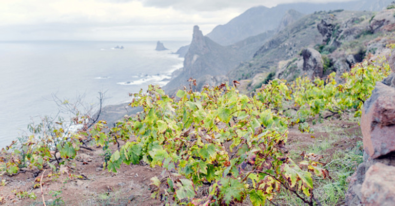 viñedo canario